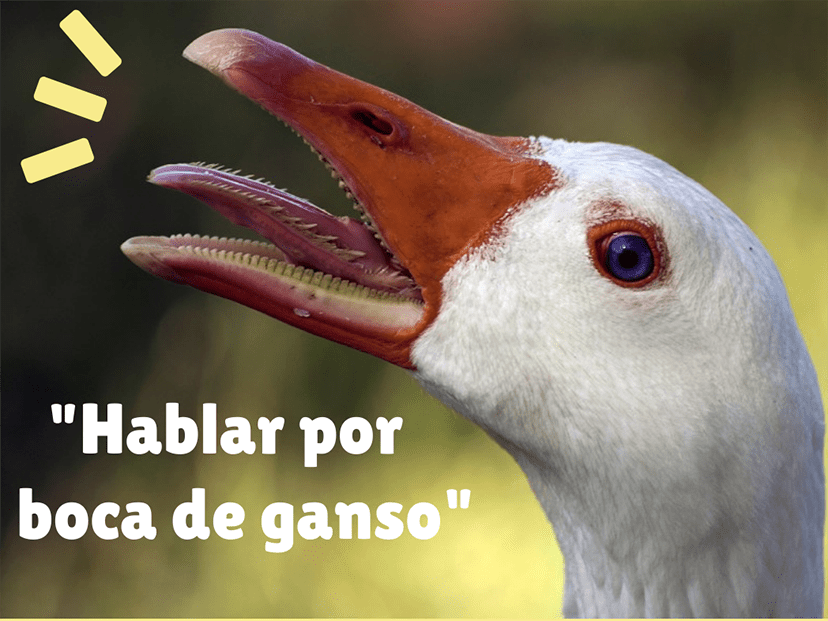 origen de la expresión “Hablar por boca de ganso