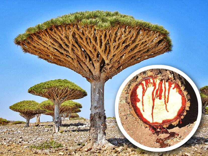 Árbol sangre de dragón